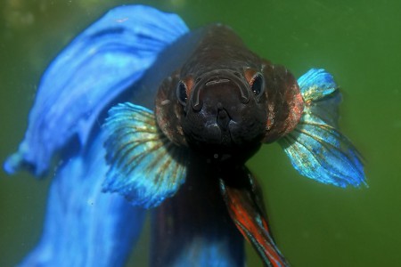 betta splendens